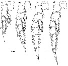 Espèce Labidocera acutifrons - Planche 14 de figures morphologiques