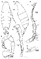Espèce Labidocera acutifrons - Planche 18 de figures morphologiques