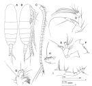 Species Calanus australis - Plate 1 of morphological figures