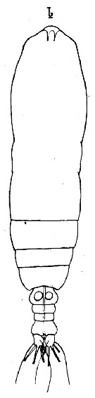 Espèce Calocalanus pseudocontractus - Planche 1 de figures morphologiques