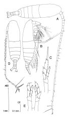 Species Mesocalanus tenuicornis - Plate 1 of morphological figures