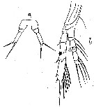 Espèce Calocalanus pseudocontractus - Planche 2 de figures morphologiques