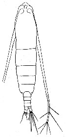 Species Calocalanus plumulosus - Plate 15 of morphological figures
