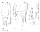 Species Nannocalanus minor - Plate 1 of morphological figures