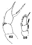 Species Scolecithrix elephas - Plate 2 of morphological figures