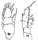 Espèce Euaugaptilus squamatus - Planche 12 de figures morphologiques
