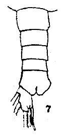 Espèce Euaugaptilus filigerus - Planche 22 de figures morphologiques