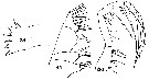 Species Euaugaptilus nodifrons - Plate 22 of morphological figures