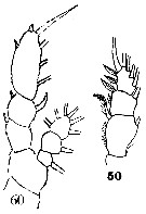 Species Euaugaptilus nodifrons - Plate 23 of morphological figures