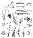 Espèce Acartia (Acanthacartia) bacorehuiensis - Planche 2 de figures morphologiques