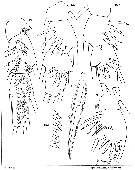 Species Xanthocalanus hirtipes - Plate 8 of morphological figures