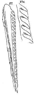 Species Gaetanus tenuispinus - Plate 23 of morphological figures