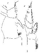 Espèce Megacalanus princeps - Planche 7 de figures morphologiques