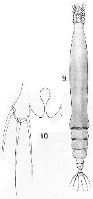 Species Cymbasoma gigas - Plate 1 of morphological figures