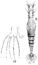 Species Monstrilla cymbula - Plate 1 of morphological figures