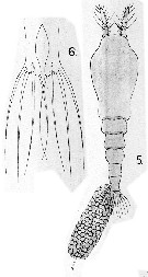 Species Maemonstrilla turgida - Plate 12 of morphological figures