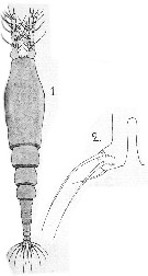 Species Monstrilla gracilicauda - Plate 8 of morphological figures