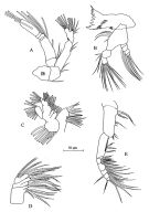 Espèce Stephos cryptospinosus - Planche 2 de figures morphologiques