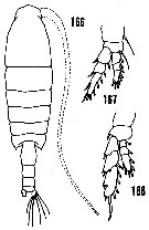 Species Bradycalanus typicus - Plate 2 of morphological figures