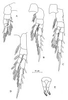 Species Stephos cryptospinosus - Plate 3 of morphological figures