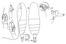 Espèce Euaugaptilus laticeps - Planche 2 de figures morphologiques
