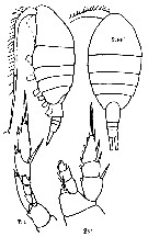 Espèce Lucicutia ovalis - Planche 14 de figures morphologiques