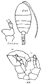 Espèce Lucicutia ovalis - Planche 15 de figures morphologiques