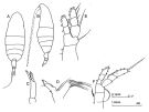 Espèce Euaugaptilus palumbii - Planche 2 de figures morphologiques