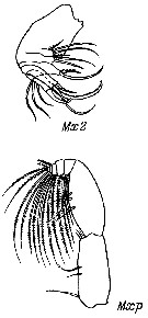 Espce Chiridiella brachydactyla - Planche 3 de figures morphologiques