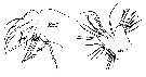 Espèce Chiridiella subaequalis - Planche 4 de figures morphologiques