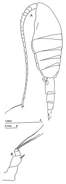 Espèce Metridia curticauda - Planche 2 de figures morphologiques