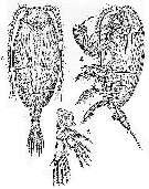Espèce Chiridiella macrodactyla - Planche 6 de figures morphologiques