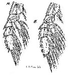 Espèce Chiridiella macrodactyla - Planche 10 de figures morphologiques