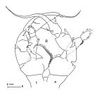 Espèce Heterorhabdus pustulifer - Planche 5 de figures morphologiques