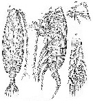 Species Chirundina streetsii - Plate 27 of morphological figures