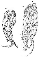 Species Chirundina streetsii - Plate 28 of morphological figures