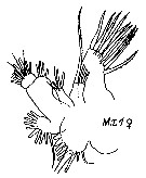 Species Chirundinella magna - Plate 16 of morphological figures