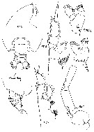 Espèce Euchirella amoena - Planche 19 de figures morphologiques