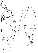 Espèce Euchirella amoena - Planche 20 de figures morphologiques