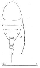 Espèce Lucicutia ovalis - Planche 2 de figures morphologiques