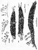 Species Cymbasoma gigas - Plate 2 of morphological figures