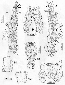 Species Cymbasoma gigas - Plate 3 of morphological figures