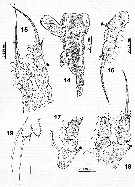 Espèce Cymbasoma gigas - Planche 4 de figures morphologiques