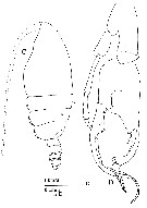 Espèce Euchirella amoena - Planche 22 de figures morphologiques