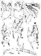 Espèce Bradyidius plinioi - Planche 7 de figures morphologiques