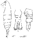 Espèce Mesocalanus tenuicornis - Planche 17 de figures morphologiques