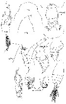 Espèce Euchirella truncata - Planche 30 de figures morphologiques