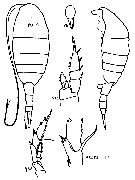 Species Lucicutia macrocera - Plate 11 of morphological figures