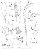 Espèce Clausocalanus brevipes - Planche 3 de figures morphologiques