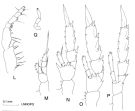 Espèce Clausocalanus brevipes - Planche 4 de figures morphologiques